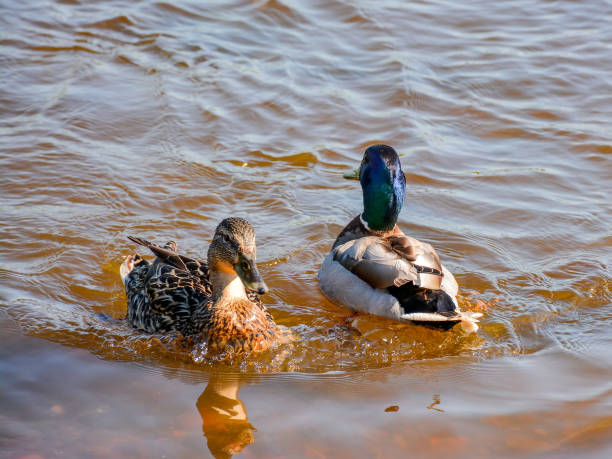 istock Ducks in the river, sailed for food. 943151844