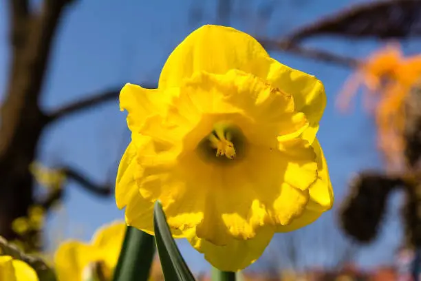Daffodil (Narcissus jonquilla)