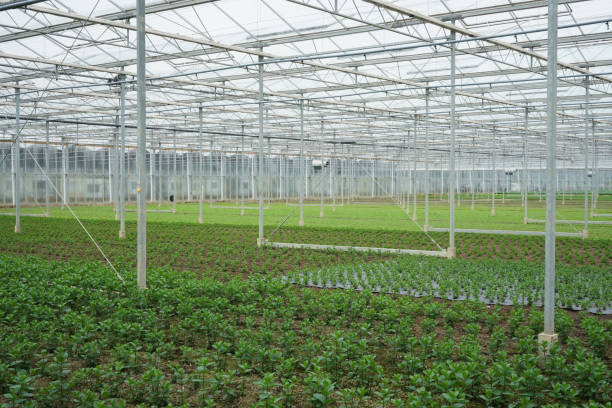 istock a big greenhouse with plants 943155362