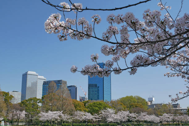 istock row of cherry blossom trees in Japan 943155686