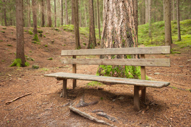 istock wooden bench inside a forest, no people around 943156050