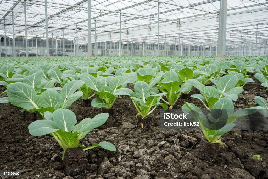 a big greenhouse with plants a large greenhouse with vegetanles Greenhouse Stock Photo