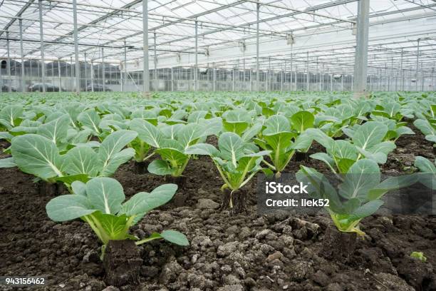 A Big Greenhouse With Plants Stock Photo - Download Image Now - Greenhouse, Bok Choy, Agriculture