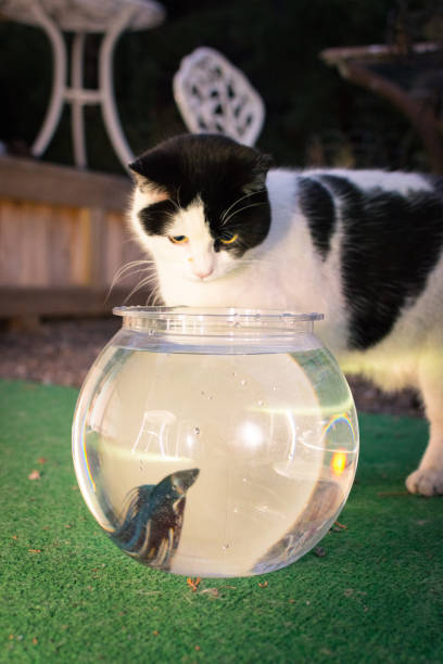 istock Black And White Cat Looks Inside Fishbowl 943159650
