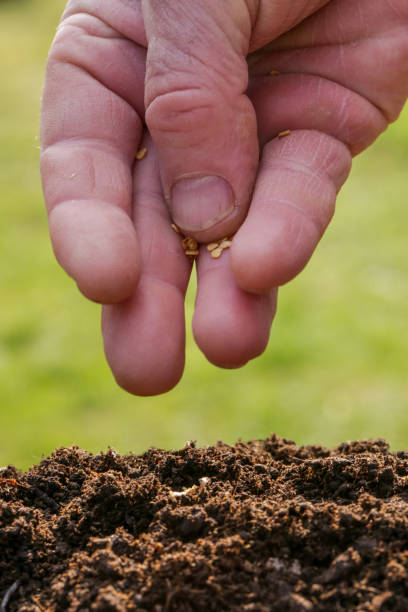 istock Planting seeds, springtime gardening 943162536