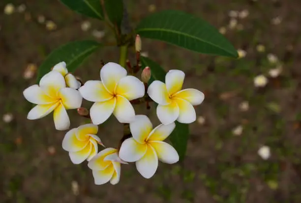 White and yellow plumeria flowers on a tree in garden