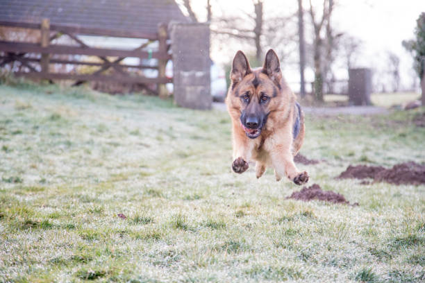 istock German Shepherd Dog in action 943165720