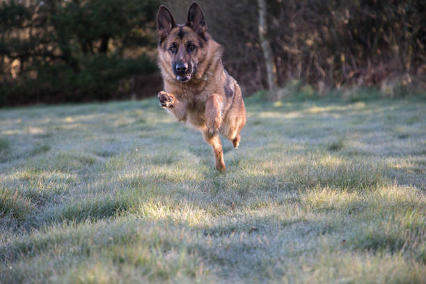 istock German Shepherd Dog in action 943165882