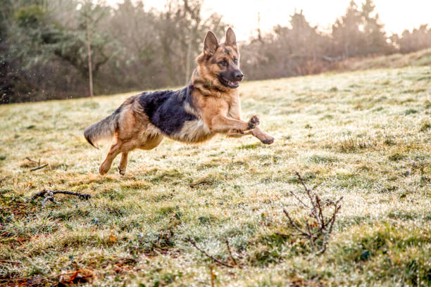 perro pastor alemán en acción - german shepherd fotografías e imágenes de stock