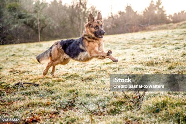 German Shepherd Dog In Action Stock Photo - Download Image Now - German Shepherd, Running, Dog