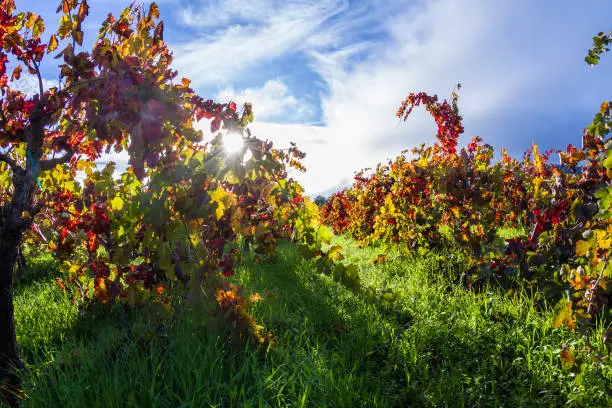 Photo of Autumn Vineyards