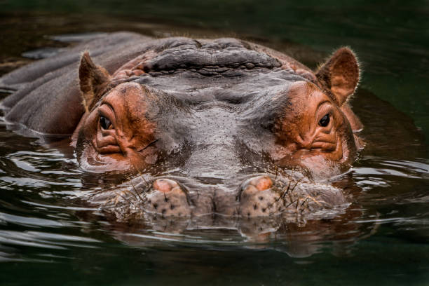 Submerged Hippo Frontal Portrait of Hippo Partially Submerged Under Water hippopotamus stock pictures, royalty-free photos & images