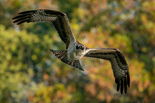 Osprey in Flight in Front of Blurred Trees