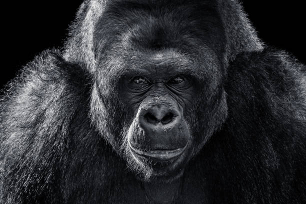 gorillas are a close relative with expressive faces