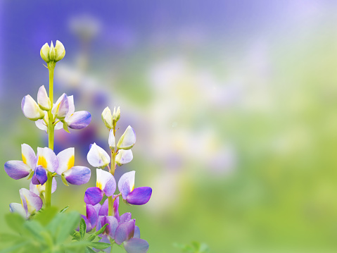 Andean lupin or lupinus mutabilis colorful flowers on the blurred background