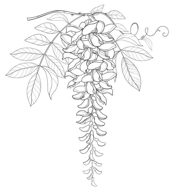 개요 등나무 또는 후 꽃 무리, 새싹과 잎 검은색 흰색 배경에 고립의 벡터 분기 합니다. - wisteria stock illustrations