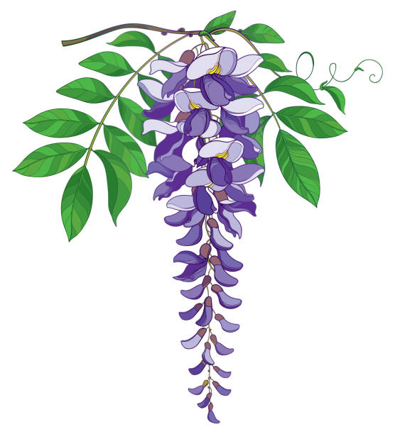 vektor-zweig der gliederung glyzinien oder glyzinien blumenstrauß in pastell lila, isoliert auf weißem hintergrund knospe und grünes blatt. - branch twig bud isolated stock-grafiken, -clipart, -cartoons und -symbole