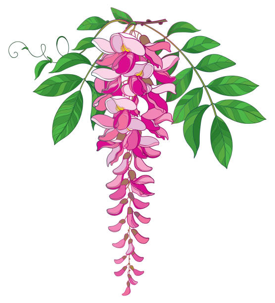 vektor-zweig der gliederung glyzinien oder glyzinien blumenstrauß in pastellrosa, isoliert knospe und reich verzierten grünes blatt auf weißem hintergrund. - branch twig bud isolated stock-grafiken, -clipart, -cartoons und -symbole