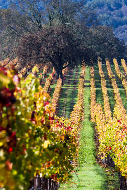 istock autumn in the vineyards 943175848