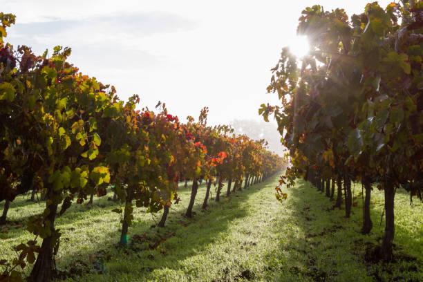 istock autumn in the vineyards 943175906