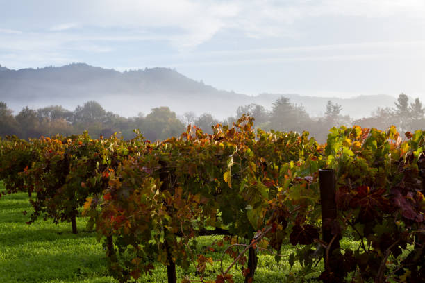 autumn in the vineyards