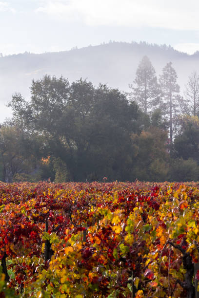 istock autumn in the vineyards 943175978