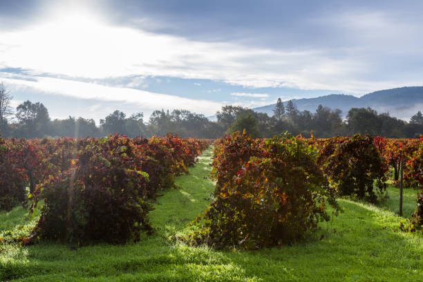 istock autumn in the vineyards 943176028