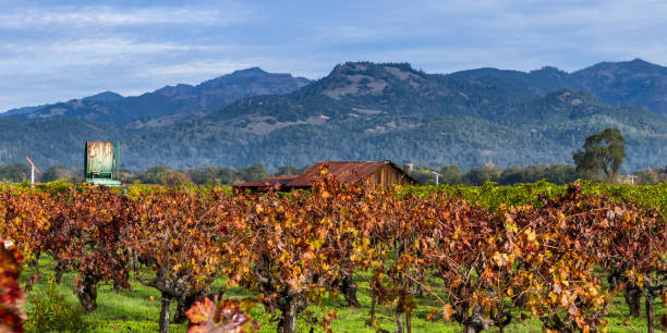 istock autumn in the vineyards 943178136