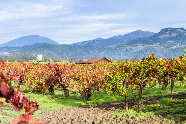 istock autumn in the vineyards 943178140