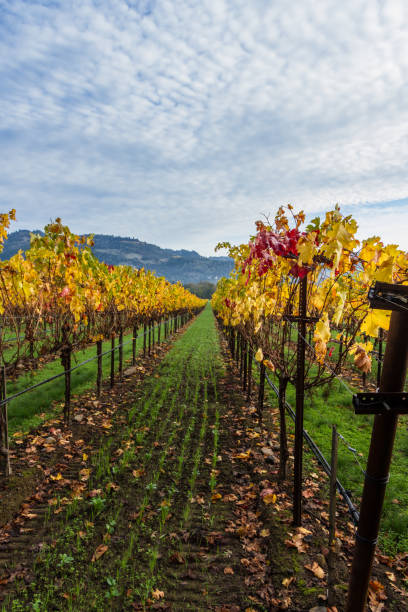 istock autumn in the vineyards 943178142