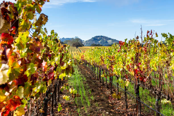 istock Autumn in the vineyards 943178780