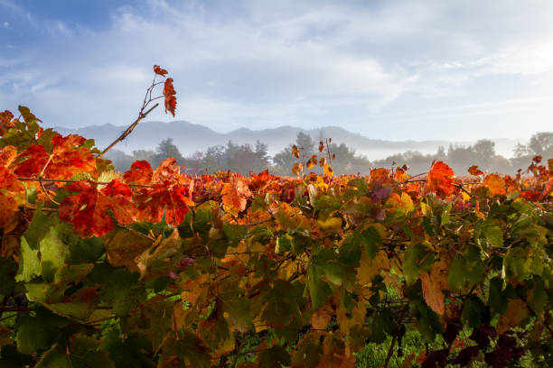 istock Autumn in the vineyards 943178782