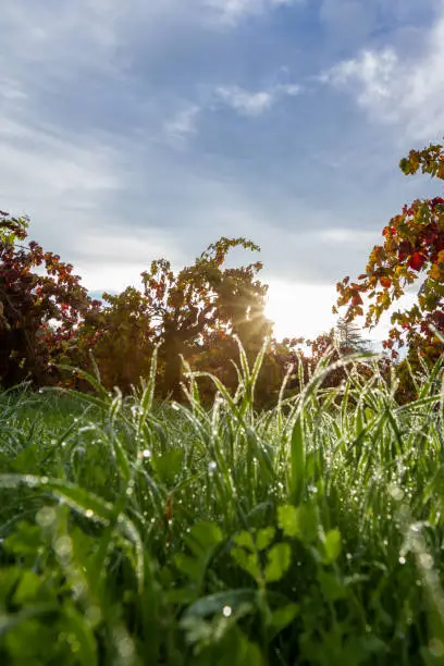 Photo of Autumn in the vineyards