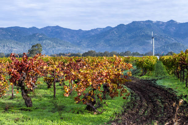 istock Autumn in the vineyards 943178998