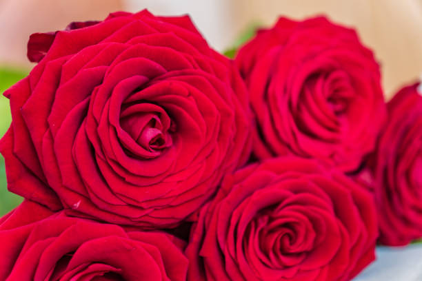 istock Red rose flowers on white wooden background, horizontal. 943179184