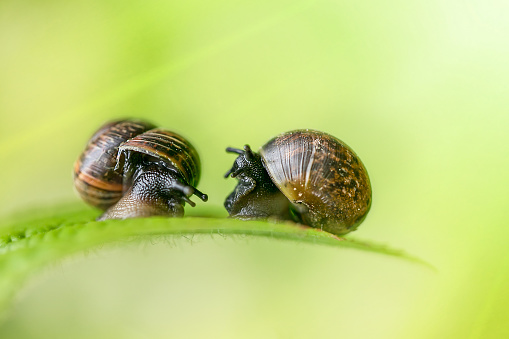 a couple of snails in the sunlight