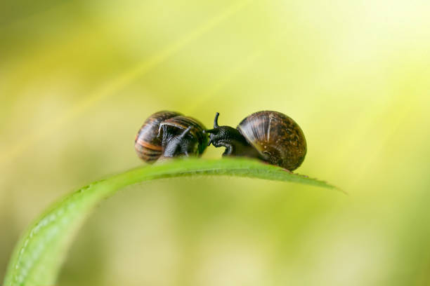 a couple of snails in the sunlight