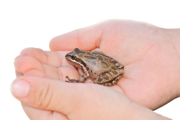 istock Hands Holding a Western Chorus Frog 943181898