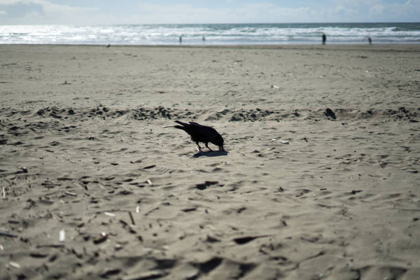 Crow in Ocean Beach, San Francisco. Soil, love.