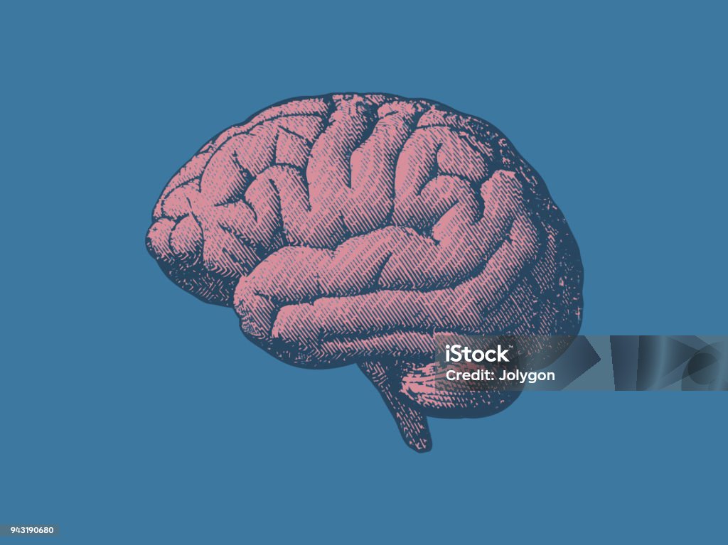 Vintage Gehirn Abbildung in der Seitenansicht auf blauen BG - Lizenzfrei Illustration Vektorgrafik