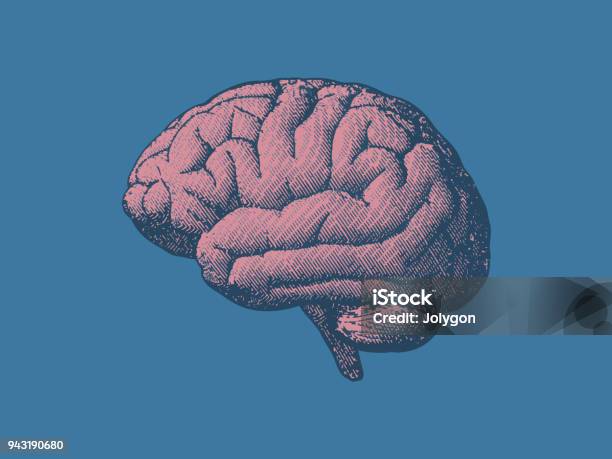 Vintage Brain Illustration In Side View On Blue Bg Stock Illustration - Download Image Now - Illustration, Retro Style, Antique