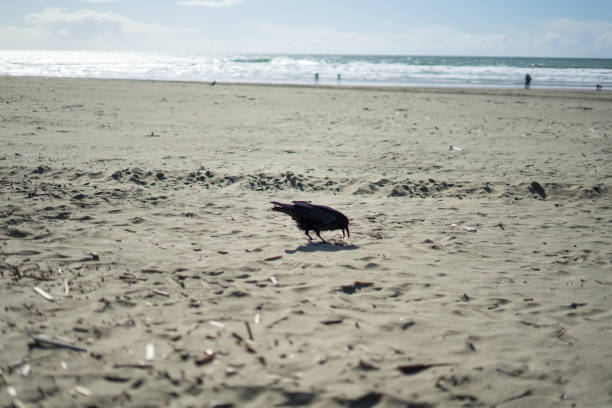 istock Crow in Ocean Beach, San Francisco. Soil, love. 943190686