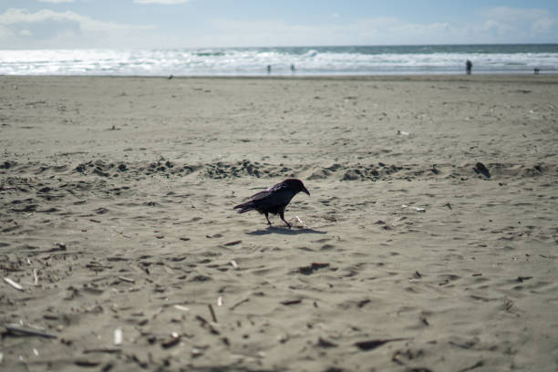 istock Crow in Ocean Beach, San Francisco. Soil, love. 943190702
