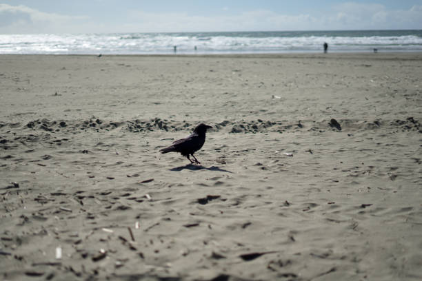 Crow in Ocean Beach, San Francisco. Soil, love.
