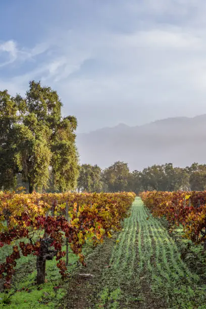 Photo of Autumn in the vineyards