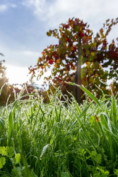 Photo of Autumn in the vineyards