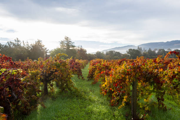 istock Autumn in the vineyards 943191932