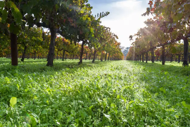 Photo of Autumn in the vineyards