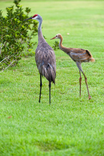 istock Sandhill cranes outdoors 943192036