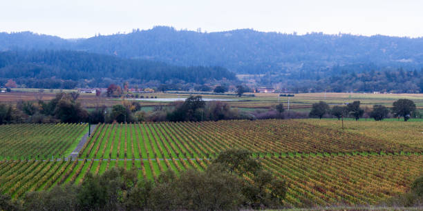 istock Autumn in the vineyards 943192114